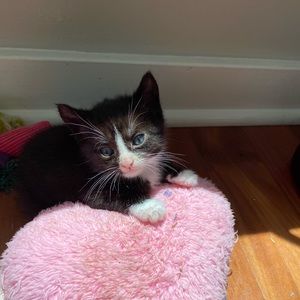 Meet your Posher, Nathan